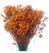 Limonium chino teñido naranja - LIMCHINAR