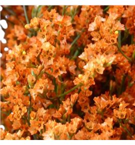 Limonium chino teñido naranja - LIMCHINAR