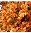 Limonium chino teñido naranja - LIMCHINAR1