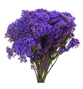 Limonium enchante 70 - LIMENC