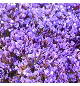 Limonium enchante 70 - LIMENC