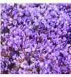 Limonium enchante 70 - LIMENC1