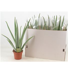 Pl. aloe vera 45cm x9 - ALOVER91445