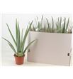Pl. aloe vera 45cm x9 - ALOVER91445