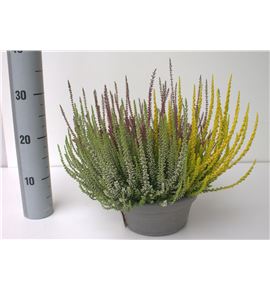 Pl. calluna girls trio 35cm x1 - CALGIRTRI12335