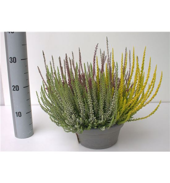 Pl. calluna girls trio 35cm x1 - CALGIRTRI12335