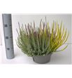 Pl. calluna girls trio 35cm x1 - CALGIRTRI12335