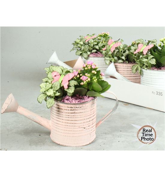 Pl. composicion planta interior 25cm x4 - COMPLAINT43125