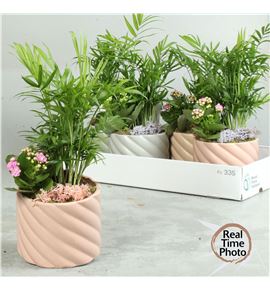 Pl. composicion planta interior 20cm x5 - COMPLAINT51420