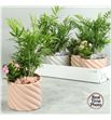 Pl. composicion planta interior 20cm x5 - COMPLAINT51420