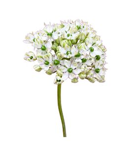 Allium nigrum 50 - ALLNIG