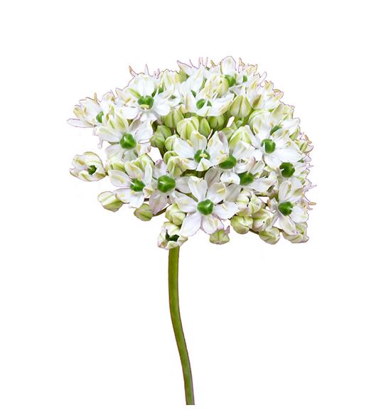 Allium nigrum 50 - ALLNIG