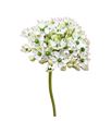 Allium nigrum 50 - ALLNIG