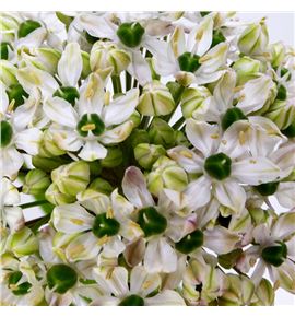 Allium nigrum 50 - ALLNIG