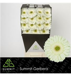 Gerbera mint 50 x15 - GERMIN5015