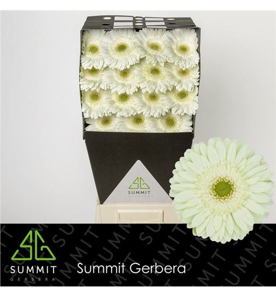 Gerbera mint 50 x15 - GERMIN5015