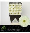 Gerbera mint 50 x15 - GERMIN5015