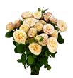 Rs ramificada holly 50 - RTRHOL
