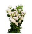 Rs ramificada royal porceline 80 - RTRROYPOR