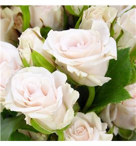Rs ramificada royal porceline 80 - RTRROYPOR