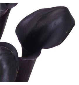 Cala call ceara 65 - ZANCALCEA