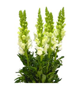 Antirrino avignon white 80 - ANTAVIWHI