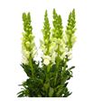 Antirrino avignon white 80 - ANTAVIWHI