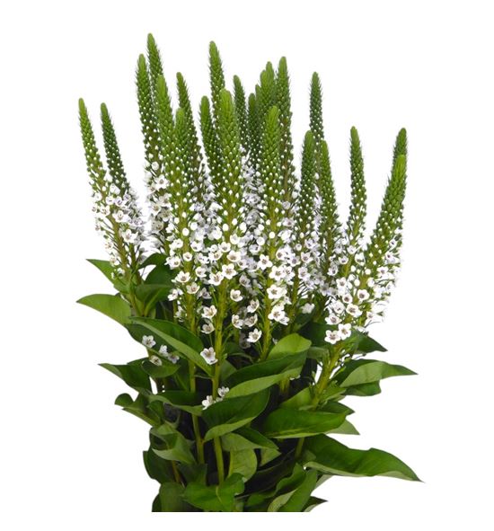 Lysimachia moonlight 60 - LYSMOO