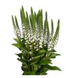 Lysimachia moonlight 60 - LYSMOO