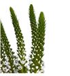 Lysimachia moonlight 60 - LYSMOO1