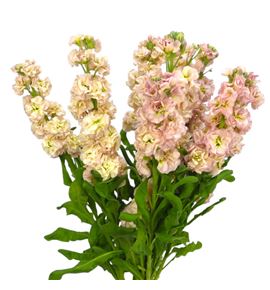 Matthiola impala melocoton 55 - MATIMPMEL