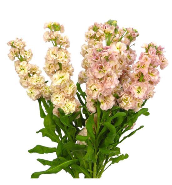 Matthiola impala melocoton 55 - MATIMPMEL