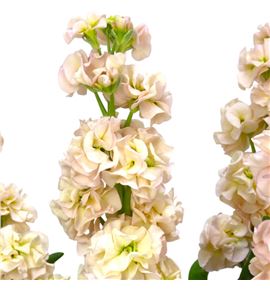 Matthiola impala melocoton 55 - MATIMPMEL
