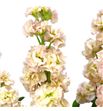 Matthiola impala melocoton 55 - MATIMPMEL1