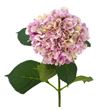 Hydr my vienna classic a 80 - HYDMYVIECLAA