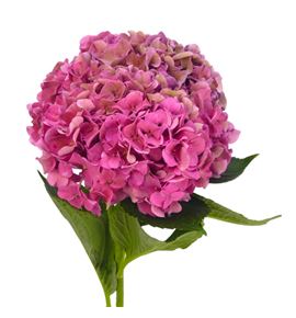 Hydr rodeo pink classic a 65 - HYDRODPINCLAA
