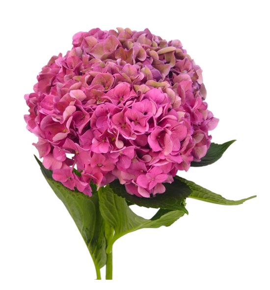 Hydr rodeo pink classic a 65 - HYDRODPINCLAA