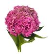 Hydr rodeo pink classic a 65 - HYDRODPINCLAA