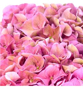 Hydr rodeo pink classic a 65 - HYDRODPINCLAA