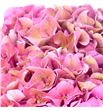 Hydr rodeo pink classic a 65 - HYDRODPINCLAA1
