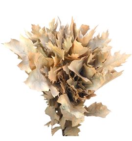Quercus melocoton - QUEMEL