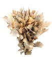 Quercus melocoton - QUEMEL