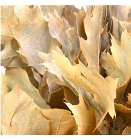 Quercus melocoton - QUEMEL