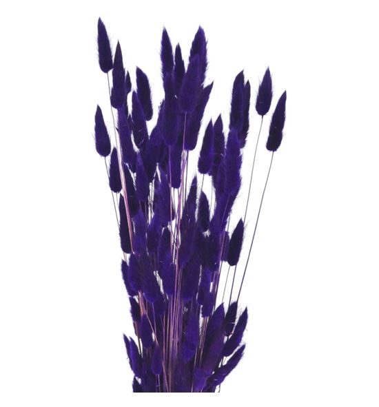 Lagurus seco morado - LAGSECMOR