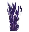 Lagurus seco morado - LAGSECMOR