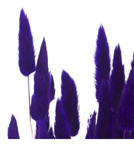 Lagurus seco morado - LAGSECMOR