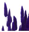 Lagurus seco morado - LAGSECMOR1