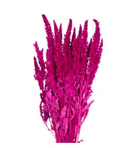 Amaranthus seco fucsia - AMASECFUC