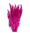 Amaranthus seco fucsia - AMASECFUC
