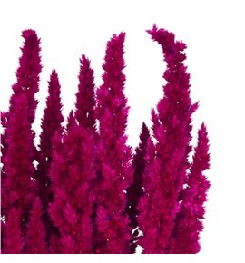 Amaranthus seco fucsia - AMASECFUC